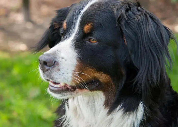 De Balkende Ezel * Winterswijk