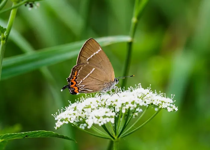 De Balkende Ezel Bed & Breakfast